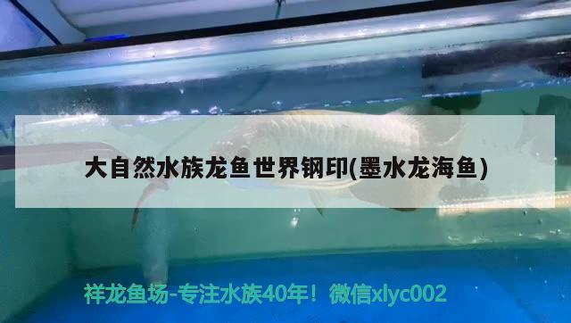 大自然水族龍魚世界鋼印(墨水龍海魚) 巴西亞魚