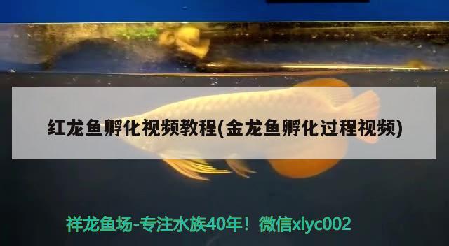 紅龍魚孵化視頻教程(金龍魚孵化過程視頻) 龍魚批發(fā)