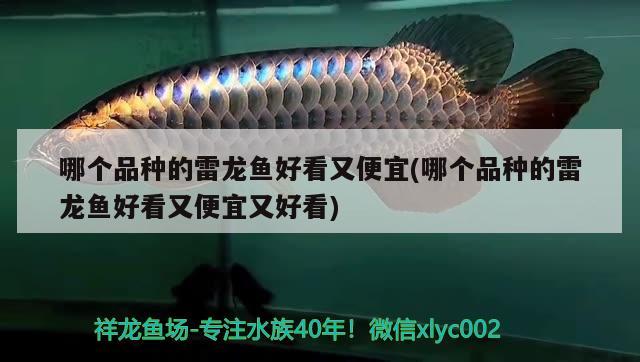 哪個品種的雷龍魚好看又便宜(哪個品種的雷龍魚好看又便宜又好看)