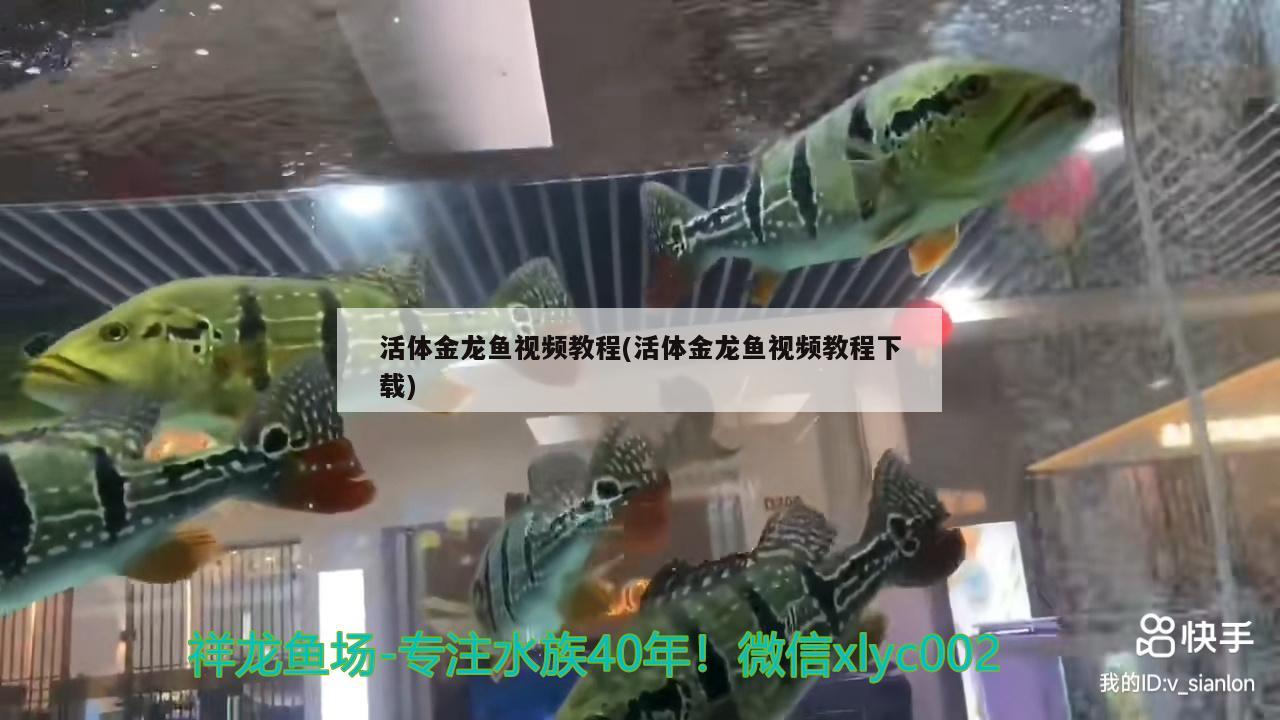 活體金龍魚視頻教程(活體金龍魚視頻教程下載) 三間鼠魚苗