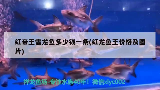 紅帝王雷龍魚多少錢一條(紅龍魚王價格及圖片) 錦鯉池魚池建設(shè)