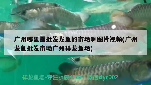 諸暨魚缸定制廠家（海鮮魚缸定制廠家）