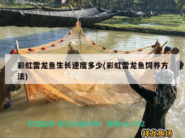 彩虹雷龍魚生長(zhǎng)速度多少(彩虹雷龍魚飼養(yǎng)方法) 潛水泵