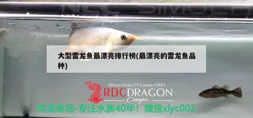 大型雷龍魚最漂亮排行榜(最漂亮的雷龍魚品種) 水族用品