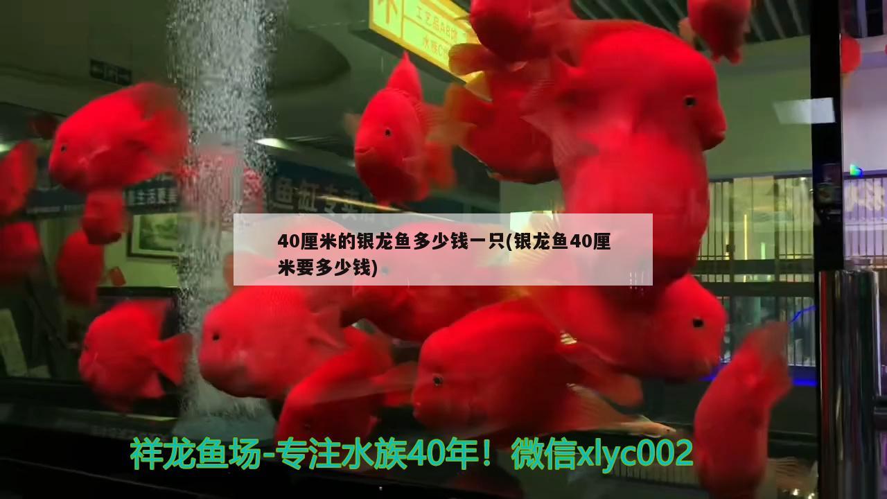 40厘米的銀龍魚多少錢一只(銀龍魚40厘米要多少錢)