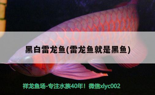 黑白雷龍魚(yú)(雷龍魚(yú)就是黑魚(yú))