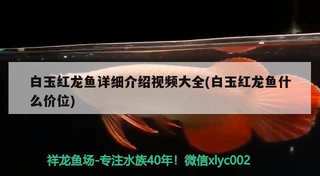 白玉紅龍魚詳細(xì)介紹視頻大全(白玉紅龍魚什么價位) 白玉紅龍魚