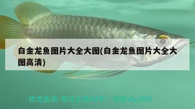 1.8米魚(yú)缸養(yǎng)幾條錦鯉好，養(yǎng)幾條錦鯉好，1.8米長(zhǎng)魚(yú)缸養(yǎng)幾條錦鯉好？