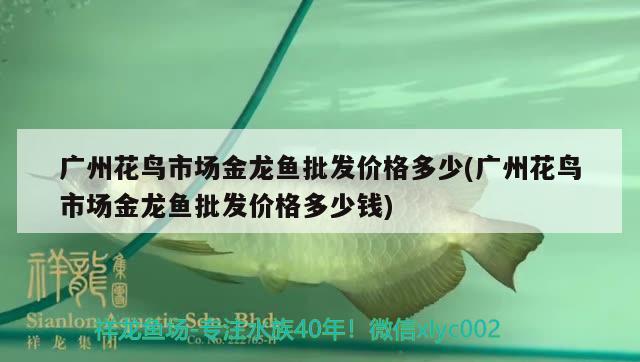 廣州花鳥市場金龍魚批發(fā)價(jià)格多少(廣州花鳥市場金龍魚批發(fā)價(jià)格多少錢) 龍魚批發(fā)