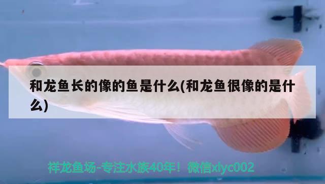 和龍魚長(zhǎng)的像的魚是什么(和龍魚很像的是什么) 名貴錦鯉魚 第2張