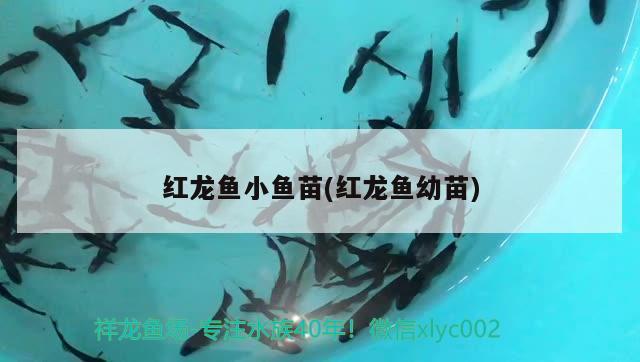 紅龍魚小魚苗(紅龍魚幼苗) 綠皮辣椒小紅龍