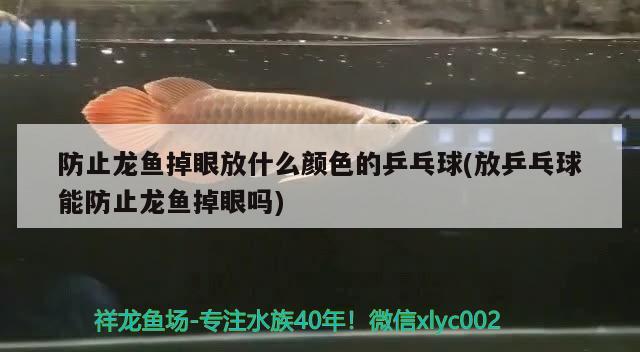 防止龍魚掉眼放什么顏色的乒乓球(放乒乓球能防止龍魚掉眼嗎)