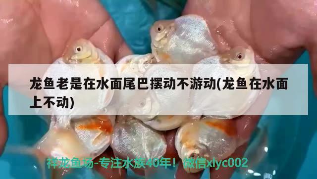 龍魚老是在水面尾巴擺動(dòng)不游動(dòng)(龍魚在水面上不動(dòng)) 水族燈（魚缸燈）