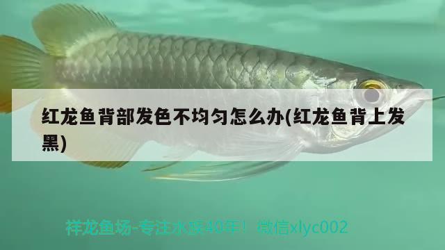 紅龍魚背部發(fā)色不均勻怎么辦(紅龍魚背上發(fā)黑) 祥龍金禾金龍魚 第3張