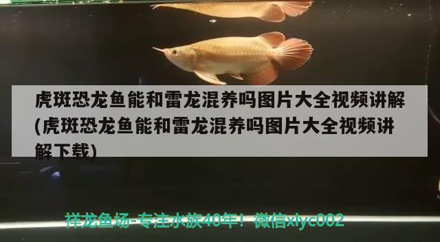 殺菌燈放在魚(yú)缸哪里最好，魚(yú)缸紫外燈什么時(shí)候開(kāi) 養(yǎng)魚(yú)的好處 第3張