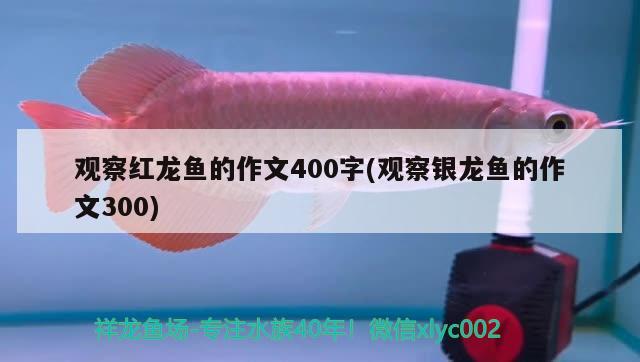 觀察紅龍魚的作文400字(觀察銀龍魚的作文300)