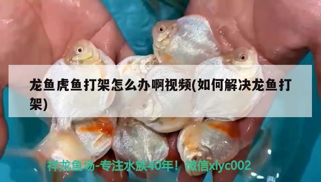 龍魚虎魚打架怎么辦啊視頻(如何解決龍魚打架)