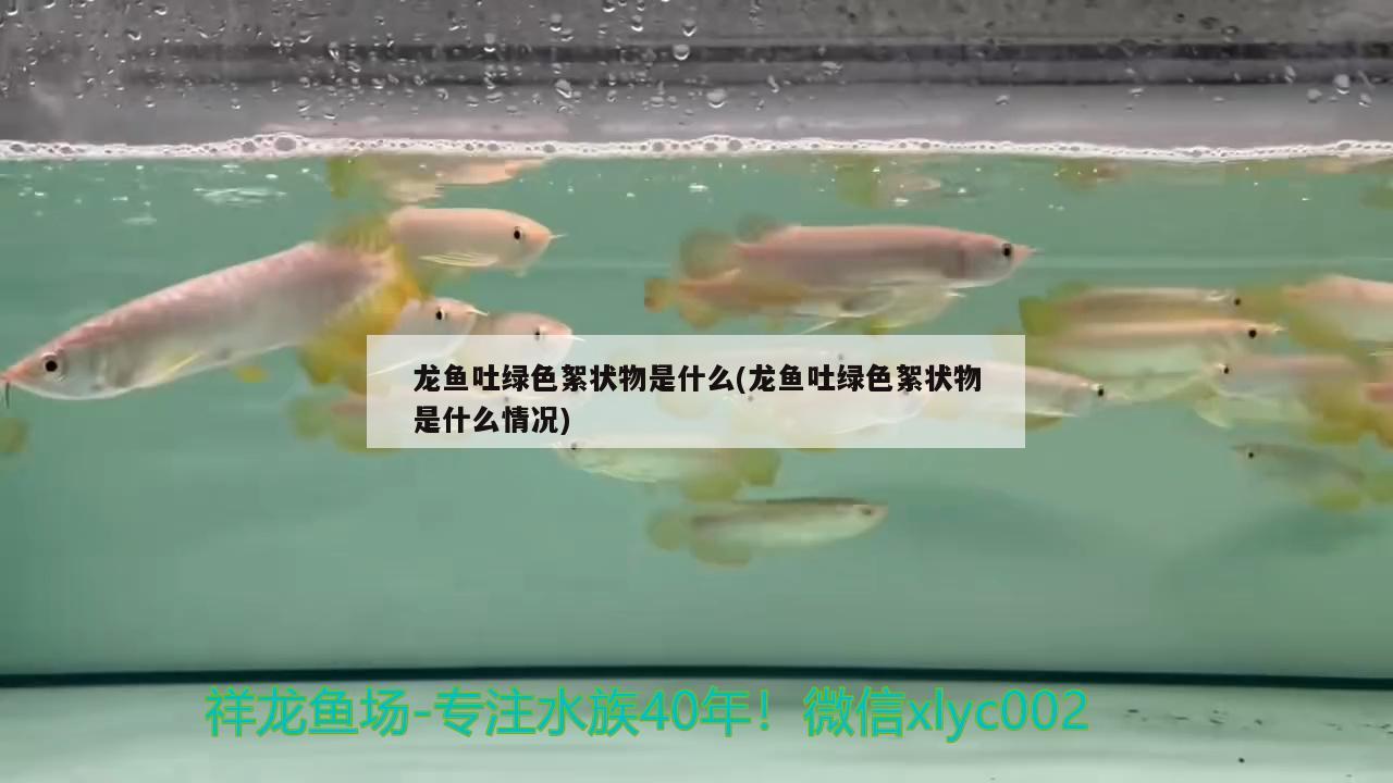 龍魚吐綠色絮狀物是什么(龍魚吐綠色絮狀物是什么情況)