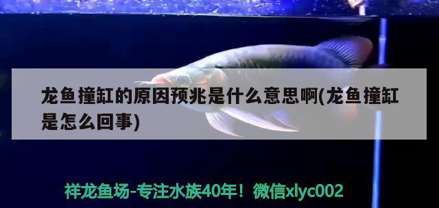 龍魚撞缸的原因預(yù)兆是什么意思啊(龍魚撞缸是怎么回事)