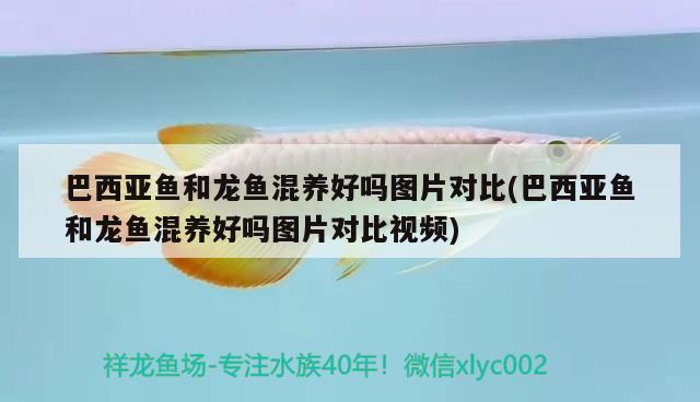 巴西亞魚和龍魚混養(yǎng)好嗎圖片對(duì)比(巴西亞魚和龍魚混養(yǎng)好嗎圖片對(duì)比視頻) 巴西亞魚