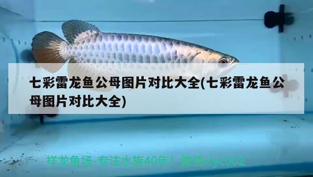 黃龍魚多少錢一只圖片大全(黃色金龍魚多少錢一條)