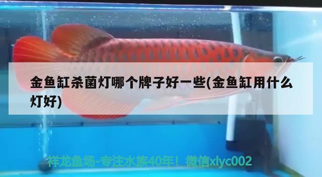 金魚(yú)缸殺菌燈哪個(gè)牌子好一些(金魚(yú)缸用什么燈好) 黑桃A魚(yú)