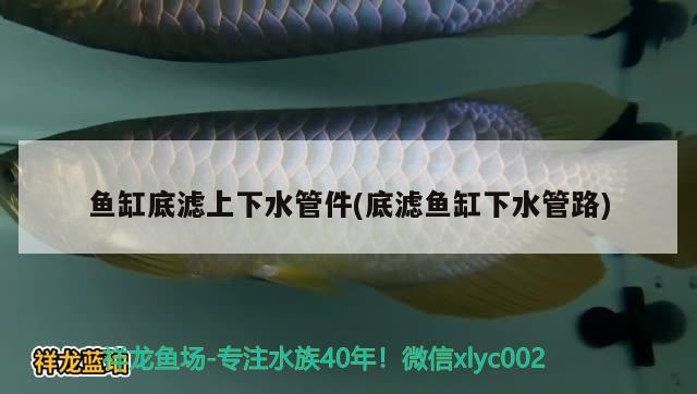 本溪水族館請問睡覺了嗎 金老虎魚 第2張