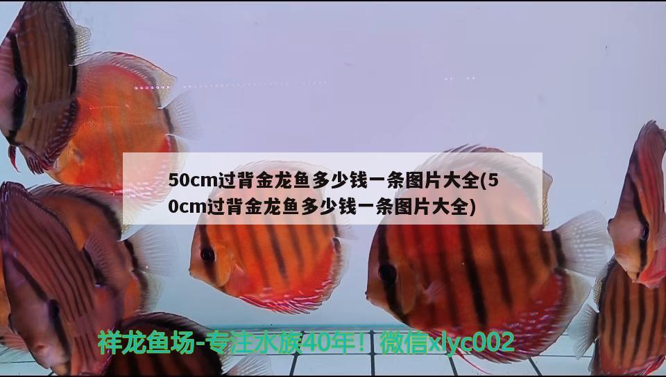 50cm過(guò)背金龍魚(yú)多少錢一條圖片大全(50cm過(guò)背金龍魚(yú)多少錢一條圖片大全) 過(guò)背金龍魚(yú)