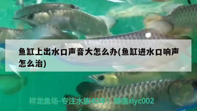 有空來(lái)看看 野生地圖魚(yú) 第1張