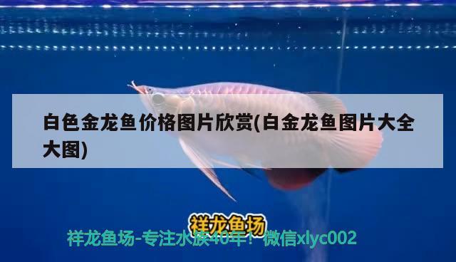 白色金龍魚價(jià)格圖片欣賞(白金龍魚圖片大全大圖)