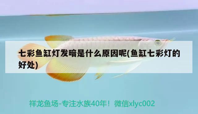 七彩魚(yú)缸燈發(fā)暗是什么原因呢(魚(yú)缸七彩燈的好處) 月光鴨嘴魚(yú)