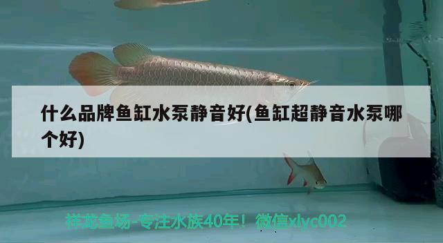 什么品牌魚缸水泵靜音好(魚缸超靜音水泵哪個好) 魚缸水泵