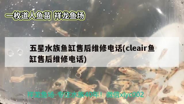 龍魚價格多少錢一斤啊視頻（龍魚價格多少錢一條?） 赤元素