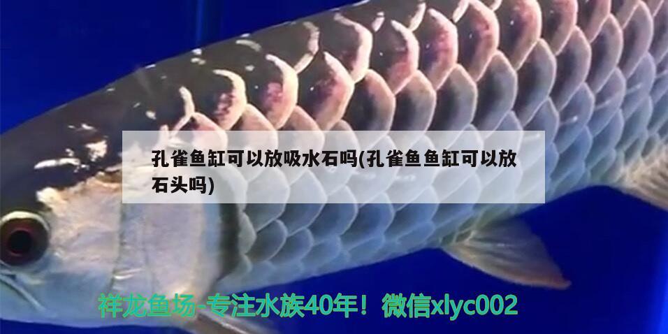 孔雀魚(yú)缸可以放吸水石嗎(孔雀魚(yú)魚(yú)缸可以放石頭嗎) 馬拉莫寶石魚(yú)