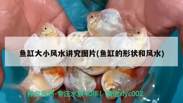 怎樣裝飾小魚缸布景 小魚缸怎么布置好看圖片 食人魚（水虎）