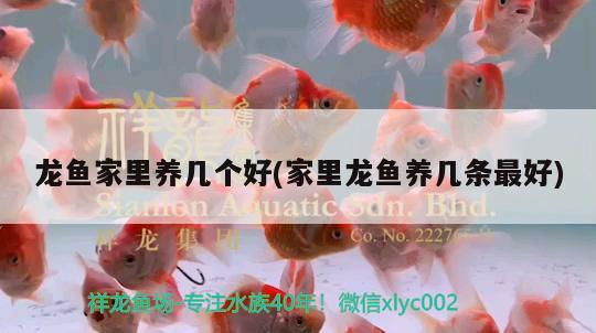 龍魚家里養(yǎng)幾個(gè)好(家里龍魚養(yǎng)幾條最好) 黑白雙星魚