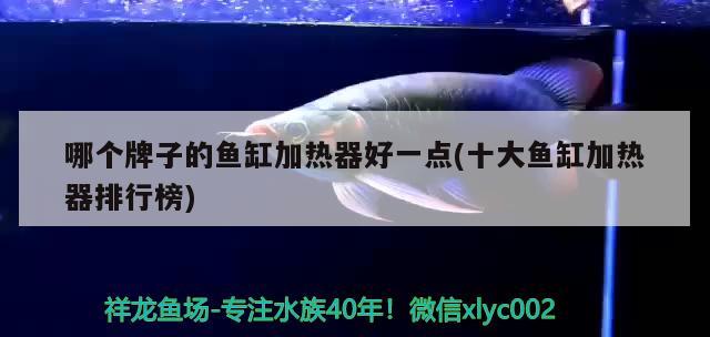 哪個(gè)牌子的魚(yú)缸加熱器好一點(diǎn)(十大魚(yú)缸加熱器排行榜) 戰(zhàn)車(chē)紅龍魚(yú)