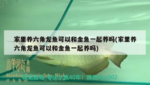 魚缸過濾槽水總溢出怎么回事(魚缸過濾器水槽過滿導致水外溢) 撒旦鴨嘴魚