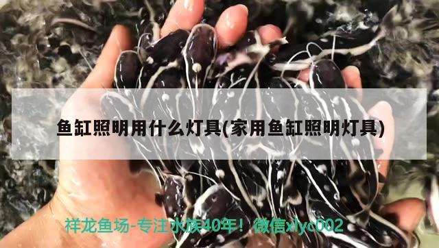 魚缸照明用什么燈具(家用魚缸照明燈具) 虎紋銀版魚