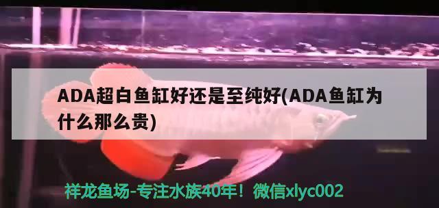 ADA超白魚缸好還是至純好(ADA魚缸為什么那么貴) 南美異形觀賞魚