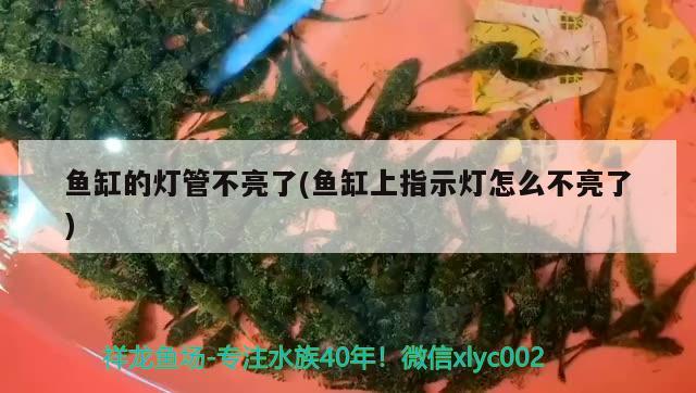 魚缸的燈管不亮了(魚缸上指示燈怎么不亮了) 孵化器 第4張