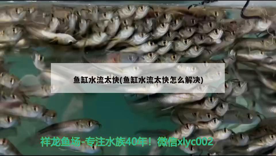 魚缸水流太快(魚缸水流太快怎么解決) 觀賞魚市場（混養(yǎng)魚）