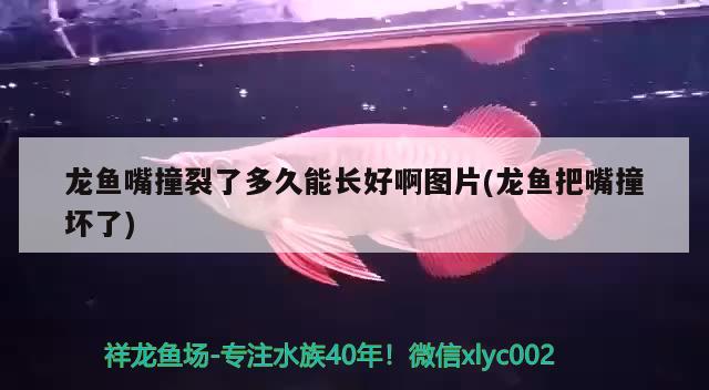 龍魚嘴撞裂了多久能長(zhǎng)好啊圖片(龍魚把嘴撞壞了) 球鯊魚