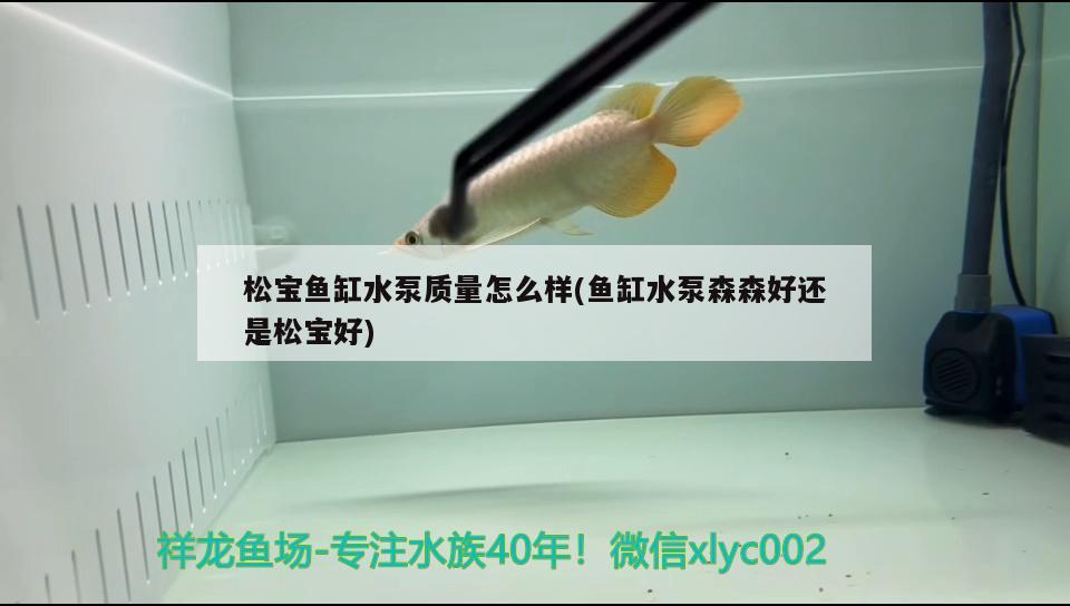 松寶魚缸水泵質(zhì)量怎么樣(魚缸水泵森森好還是松寶好) 魚缸水泵