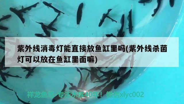 紫外線消毒燈能直接放魚缸里嗎(紫外線殺菌燈可以放在魚缸里面嘛) 銀古魚苗