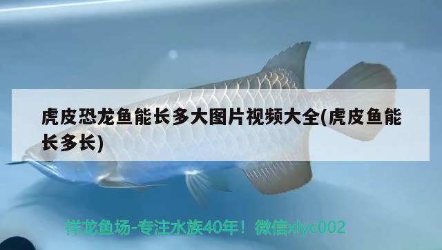 虎皮恐龍魚能長(zhǎng)多大圖片視頻大全(虎皮魚能長(zhǎng)多長(zhǎng)) 魚缸百科