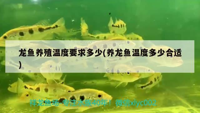 龍魚養(yǎng)殖溫度要求多少(養(yǎng)龍魚溫度多少合適) 紅尾平克魚