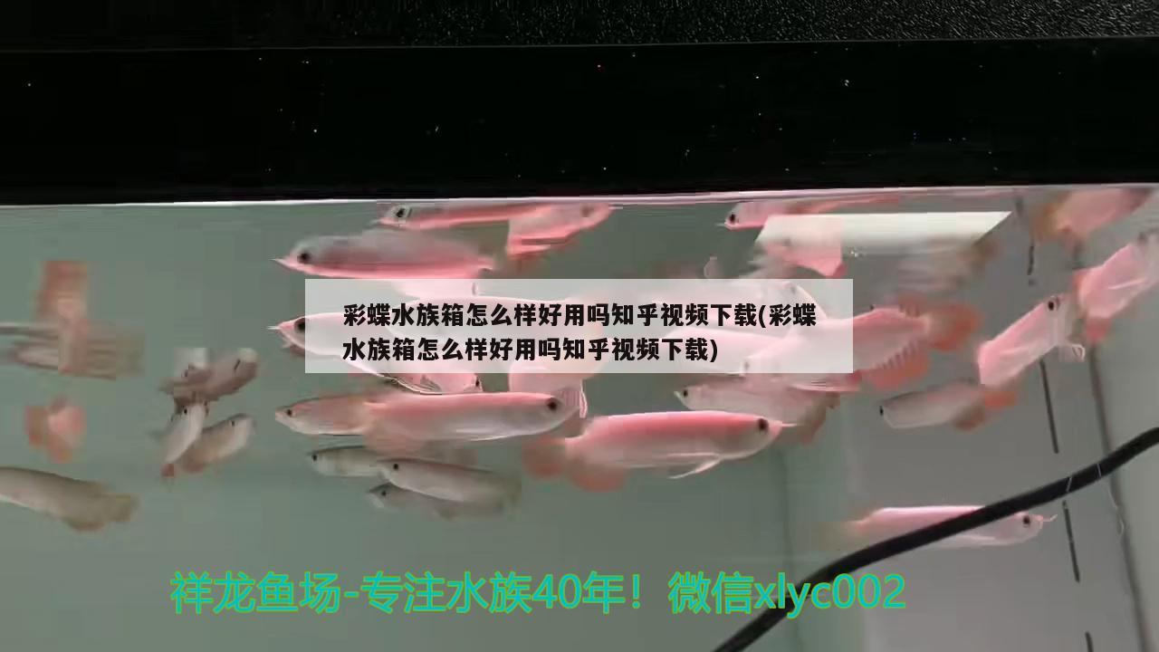 彩蝶水族箱怎么樣好用嗎知乎視頻下載(彩蝶水族箱怎么樣好用嗎知乎視頻下載) 魚缸/水族箱