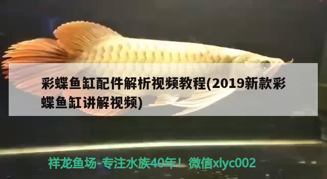 彩蝶魚缸配件解析視頻教程(2019新款彩蝶魚缸講解視頻) 朱巴利魚苗