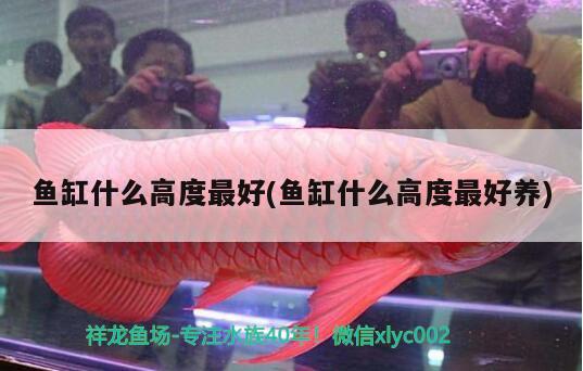 魚(yú)缸什么高度最好(魚(yú)缸什么高度最好養(yǎng))